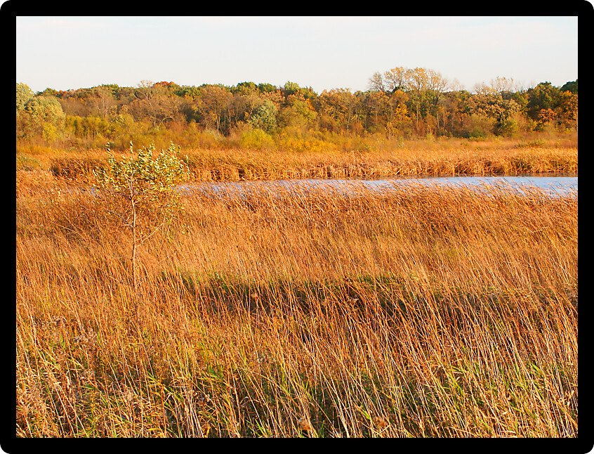 Wadsworth Prairie Nature Preserve of Illinois in evening sunlight.