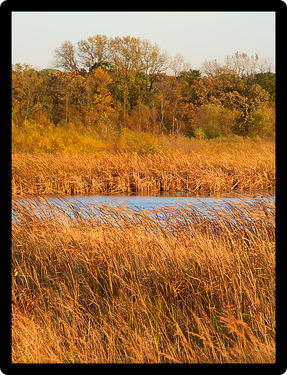 Wadsworth Prairie Nature Preserve of Illinois in evening sunlight.