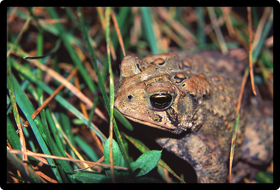 American Toad (Bufo americanus) closeup in the Midwest United States.