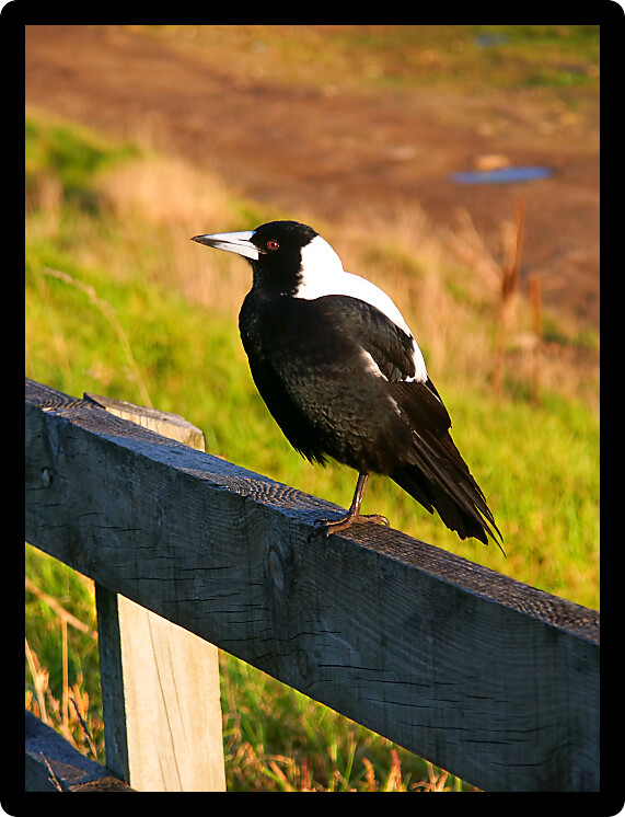 Australian Magpie (Cracticus tibicen) sitting on a fence in Victoria Australia.
