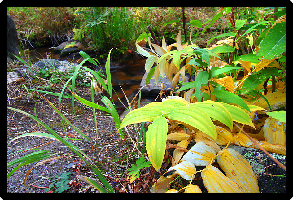 Understory plants of beautiful color in the Lewis and Clark National Forest of Montana.