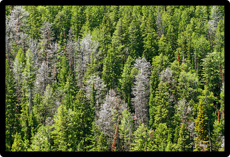 Pine woodland in the Bighorn National Forest of Wyoming.