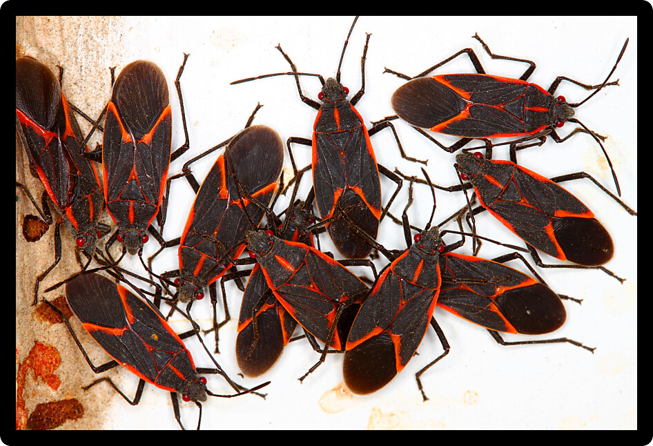Boxelder Bugs (Boisea trivittata) often gather in large numbers in northern Illinois.