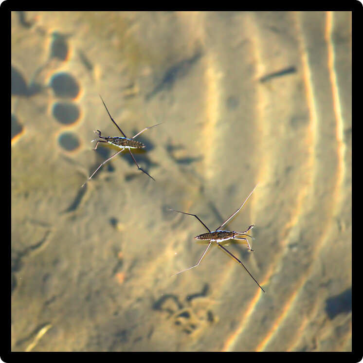 Common Water Strider (Gerris regimis) in a wetland of northern Illinois.