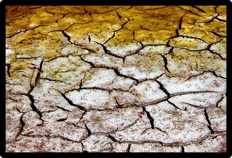 Cracked earth patterns in the ground of the Florida Everglades.