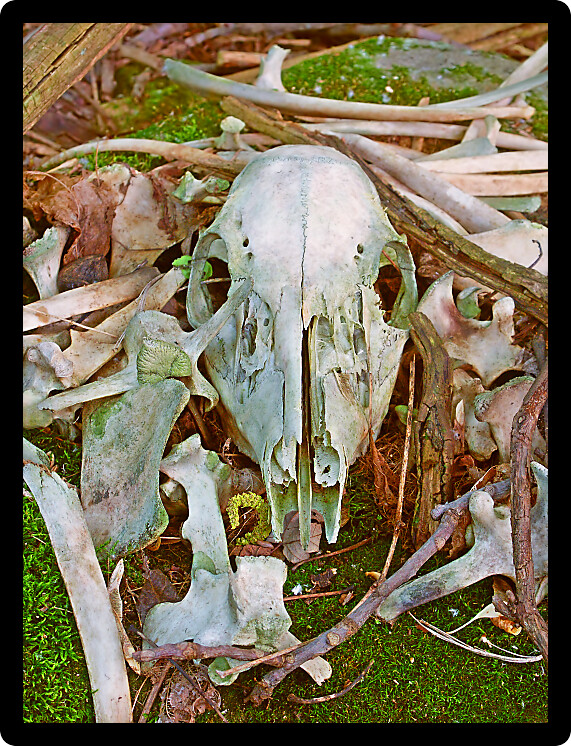 Deer bones found in the Kettle Moraine State Forest of Wisconsin.