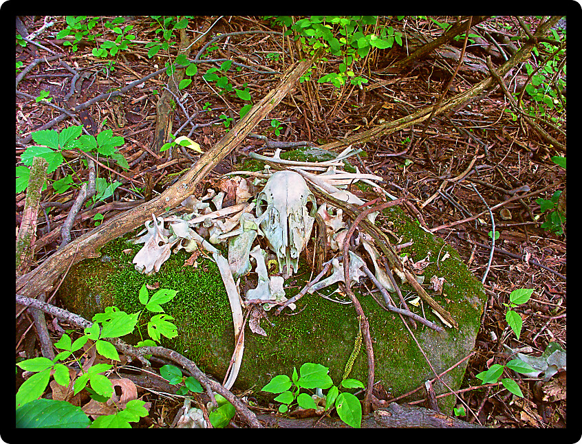 Deer bones found in the Kettle Moraine State Forest of Wisconsin.
