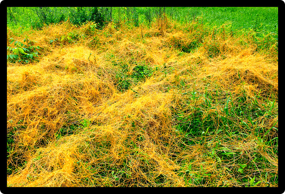 Dodder (Genus Cuscuta) is a parasitic plant that is totally dependent on other host plants for survival.