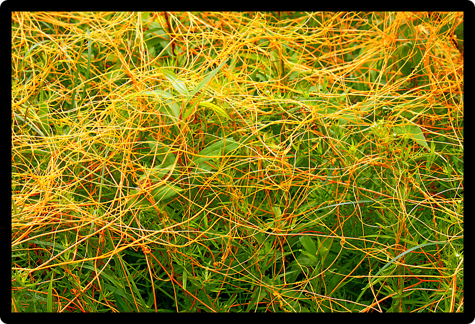 Dodder (Genus Cuscuta) is a parasitic plant that is totally dependent on other host plants for survival.