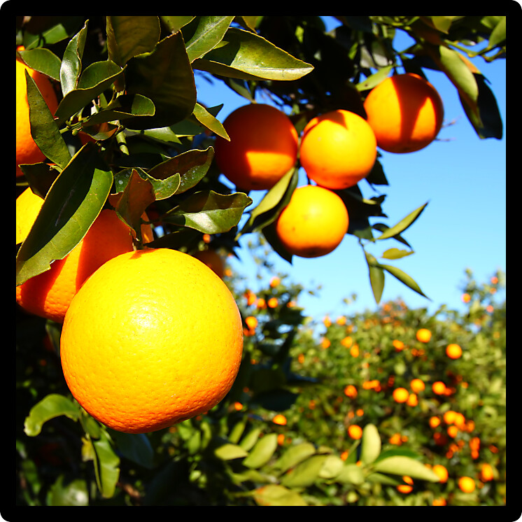 Beautiful orange groves of Florida on a sunny day.