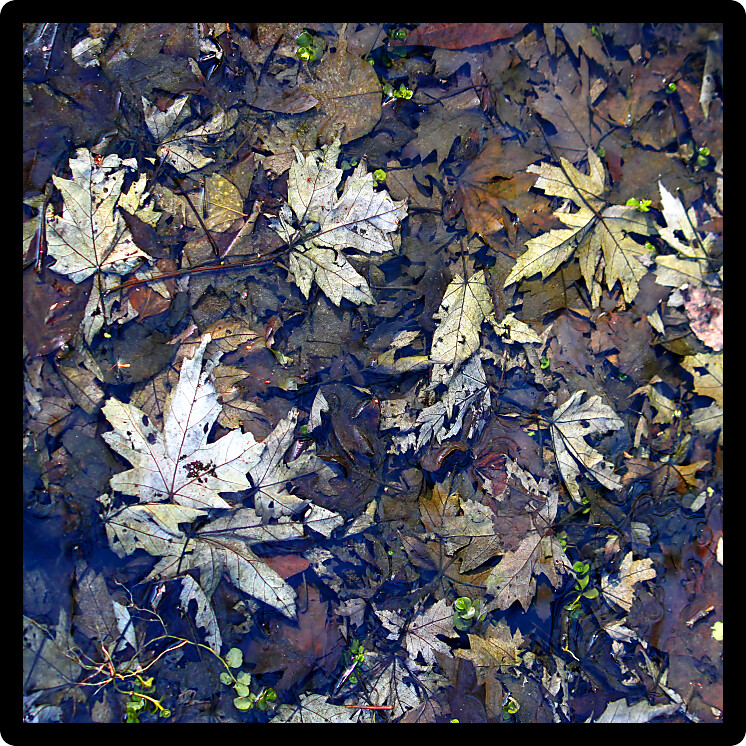Fallen leaves covered in spring rainfall in an Illinois forest.