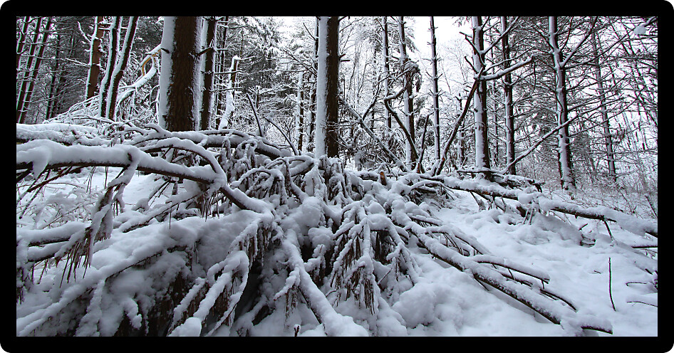 Winter scene in a forest at Rock Cut State Park in Illinois.