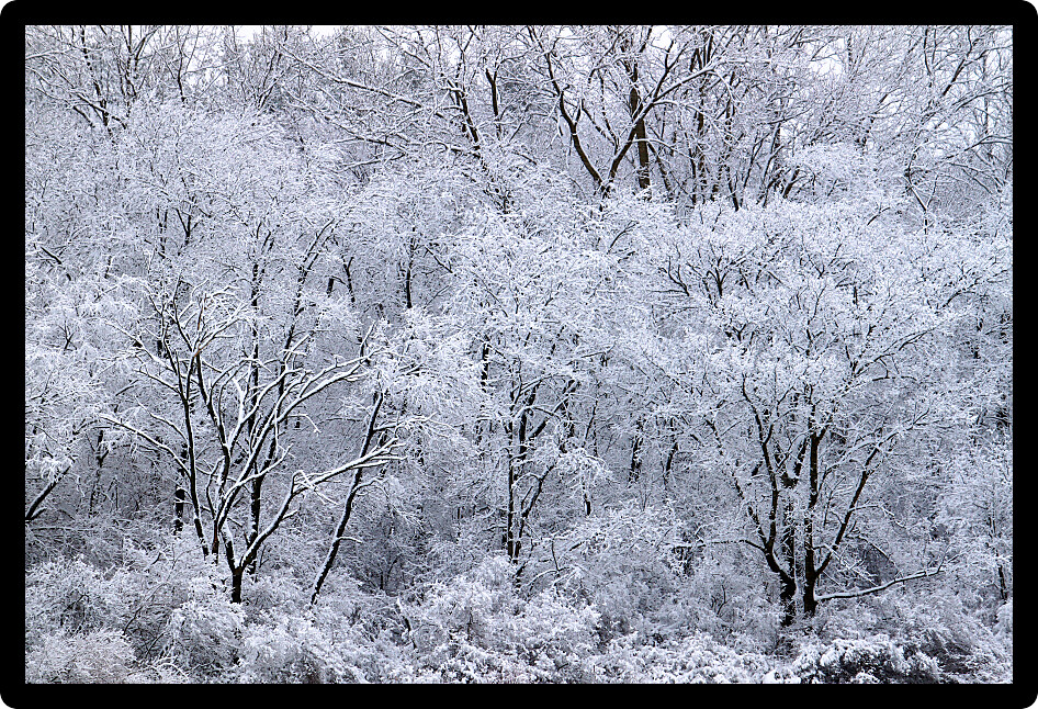 Snowfall covers a dense forest of northern Illinois.