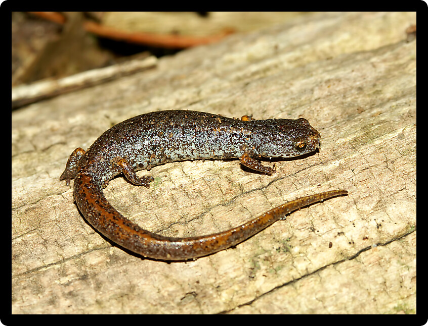 Four-toed Salamander (Hemidactylium scutatum) in a forest environment of Illinois.