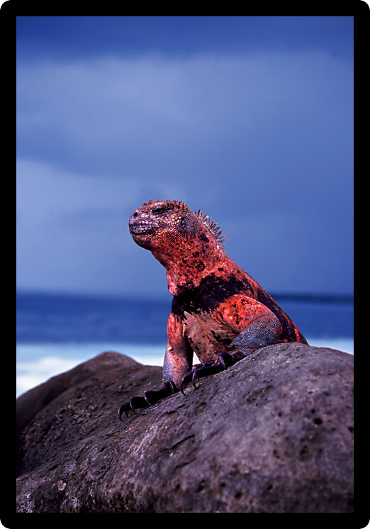 Espanola Marine Iguana (Amblyrhynchus cristatus venustissimus) displaying red coloration on Espanola island of the Galapagos.