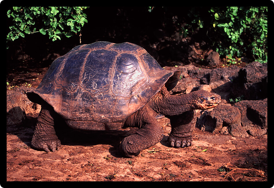 Galapagos Tortoise (Chelonoidis nigra) on the island of Santa Cruz in the Galapagos Islands Ecuador.