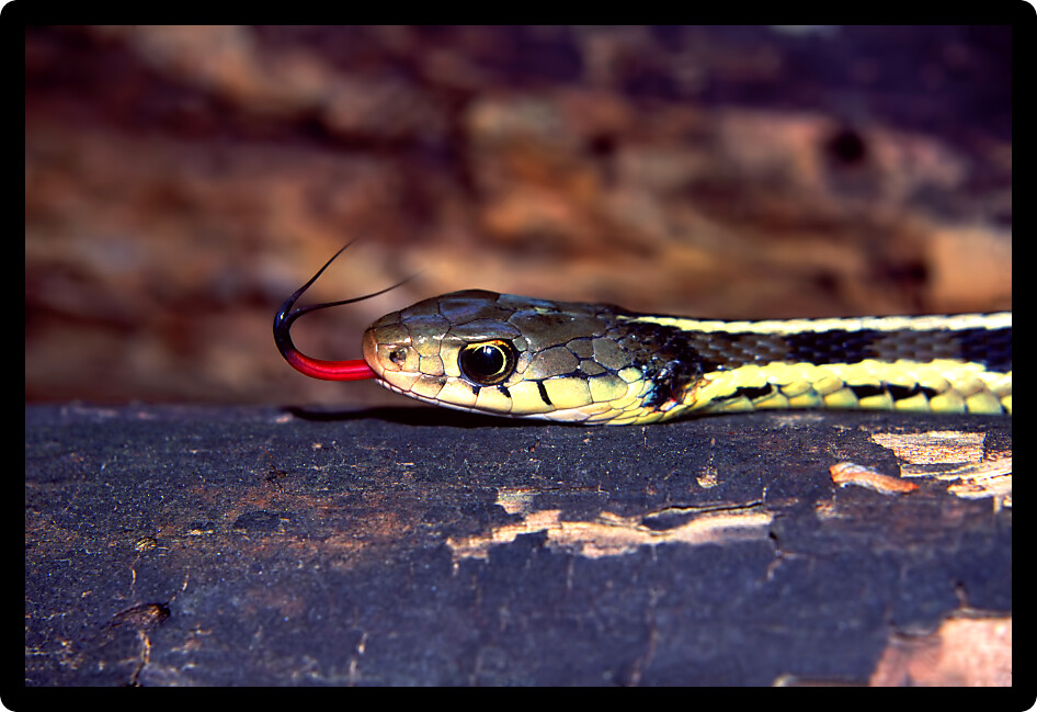 Garter Snake (Thamnophis sirtalis) with extended tongue in an Illinois natural area.