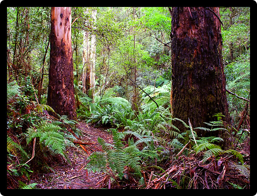 Rainforest in the Great Otway National Park of southern Victoria in Australia. 