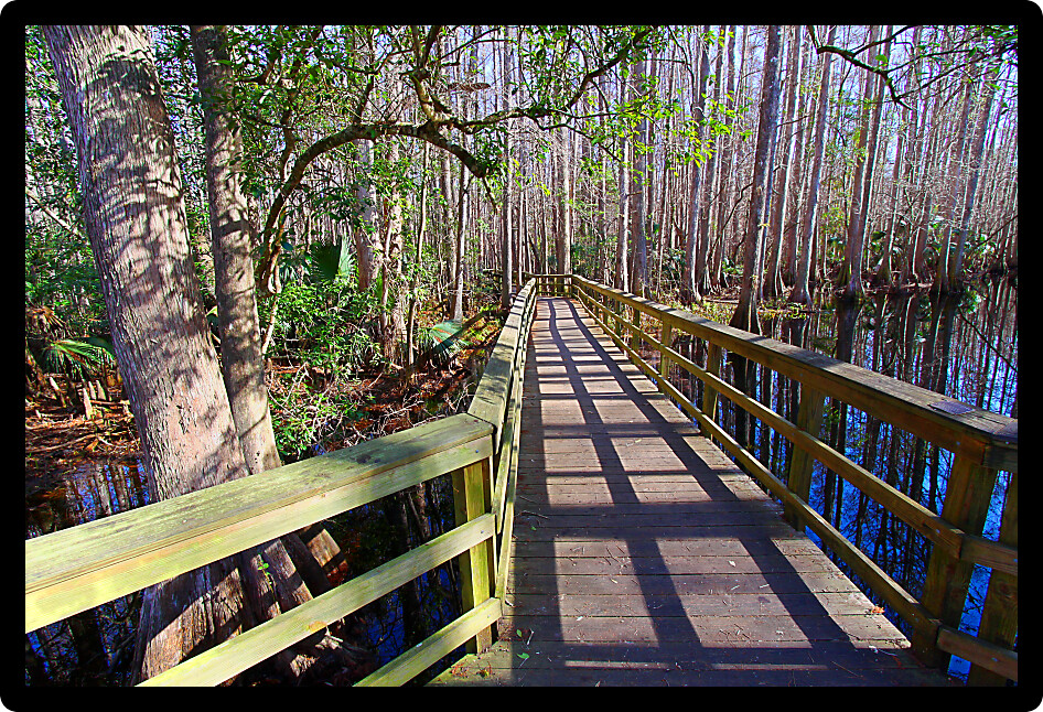 Highlands Hammock State Park in Florida has many trails including this informative swamp boardwalk.