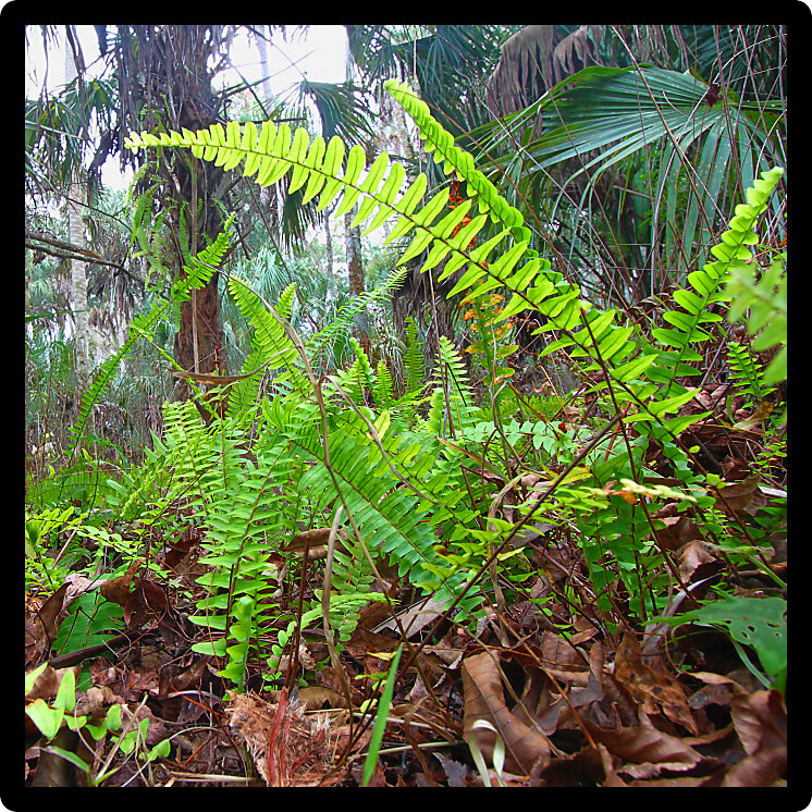 Ferns grow in the understory of Highlands Hammock State Park of central Florida.