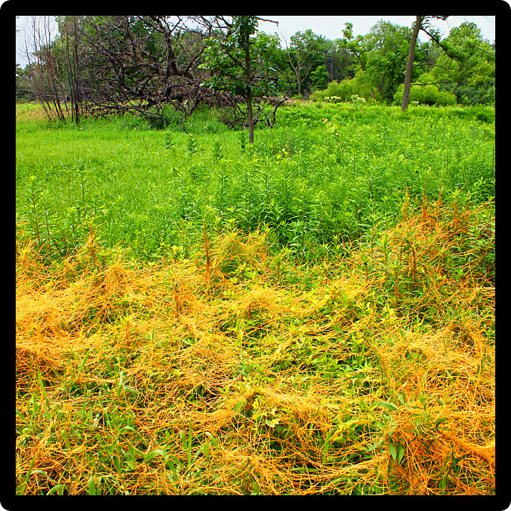 Illinois prairie scene with showing dense growth of Dodder (Genus Cuscuta).
