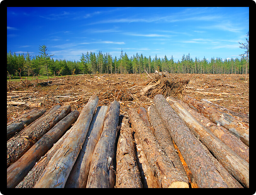 Large area of northern Michigan where Jack Pines (Pinus banksiana) have been logged.