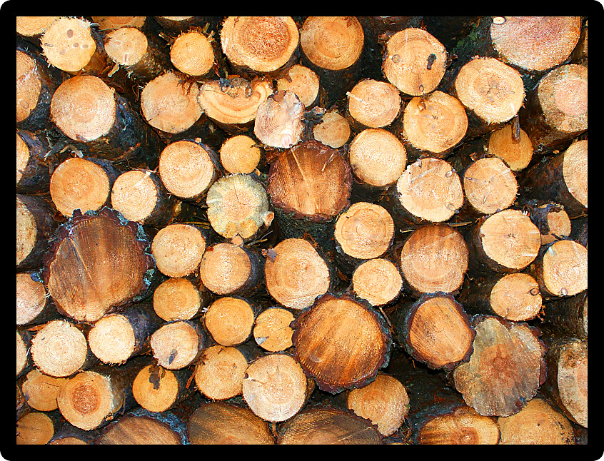 Large stack of Jack Pine (Pinus banksiana) logs cut in northern Michigan.