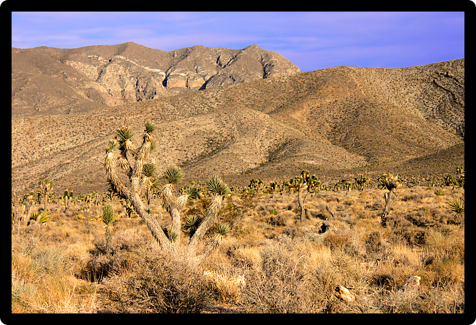 Joshua Trees (Yucca brevifolia) in the desert ecosystem northwest of Las Vegas.