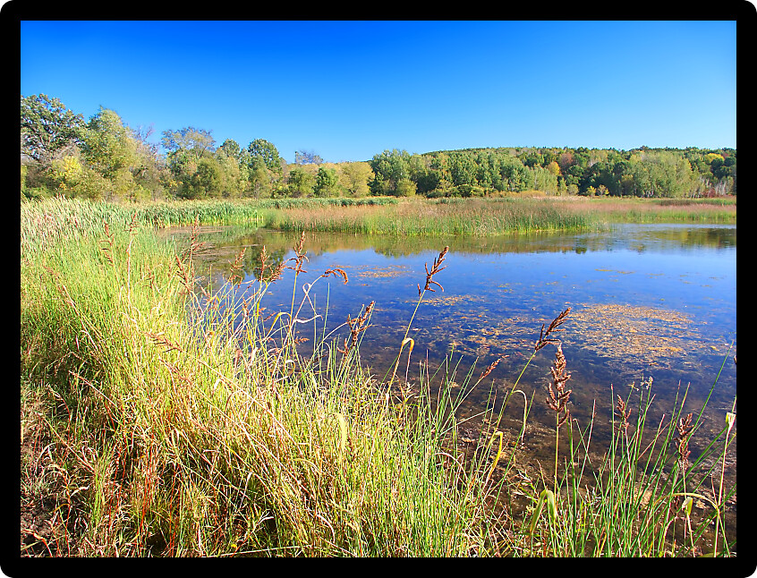 Shoreline vegetation at Lake LaGrange in the Kettle Moraine State Forest of Wisconsin.
