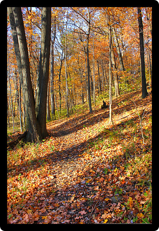 Autumn scenery along a trail at Kickapoo State Park in Illinois.