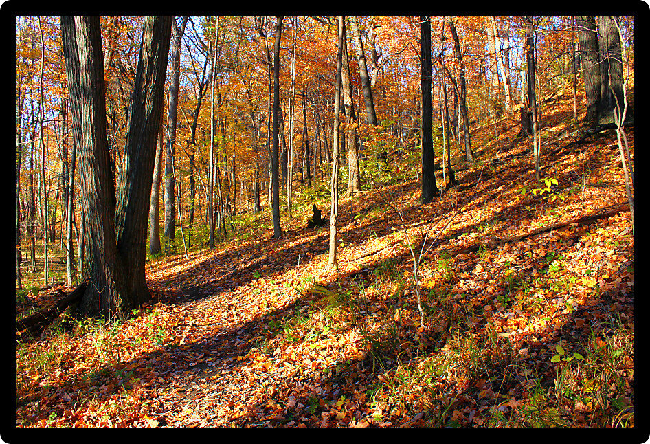 Autumn scenery along a trail at Kickapoo State Park in Illinois.