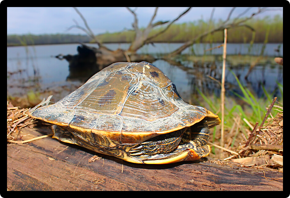 Map Turtle in northern Illinois with strangely curved shell.