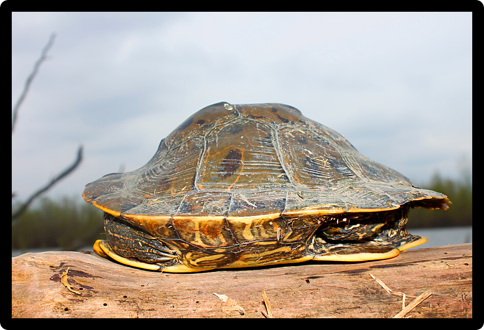 Map Turtle in northern Illinois with strangely curved shell.