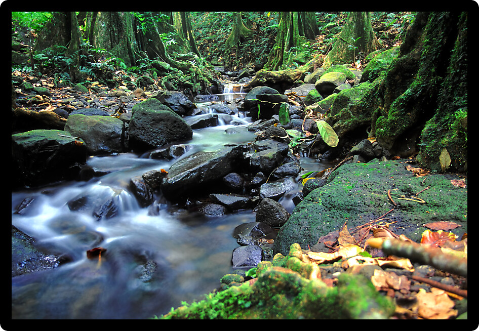 Tranquil stream in the rainforest on the island of Moorea in French Polynesia.