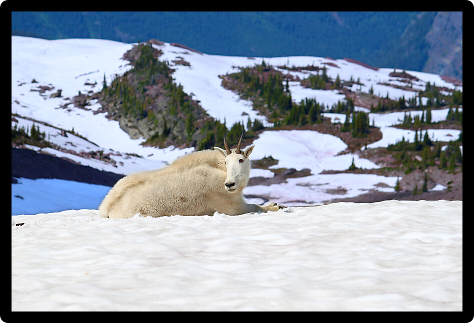 Mountain Goat (Oreamnos americanus) at Sperry Glacier in Glacier National Park Montana.
