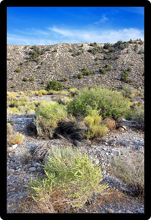 Shrubs grow in the harsh desert climate of Nevada outside Las Vegas.