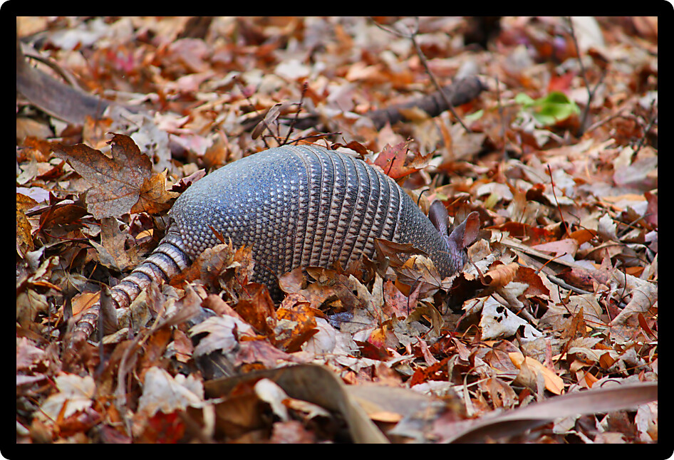 Nine-banded Armadillo (Dasypus novemcinctus) in Highlands Hammock State Park of Florida.