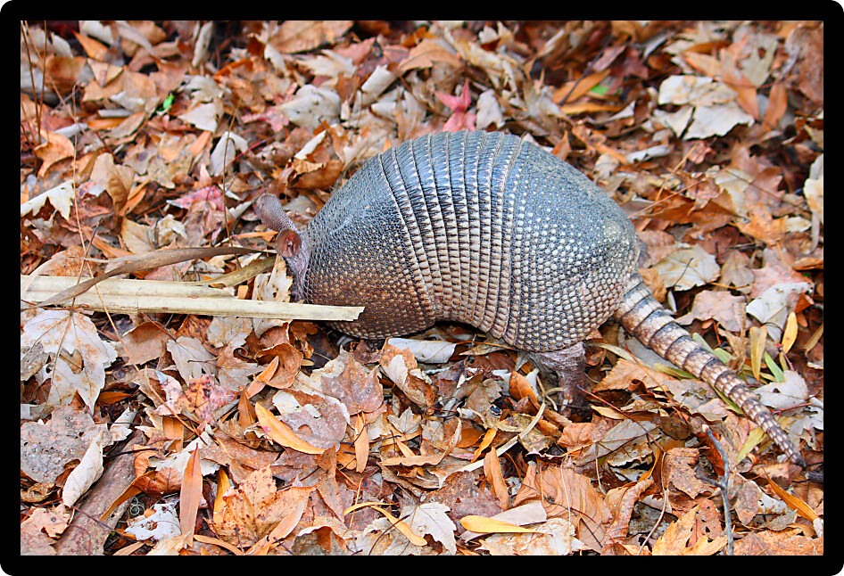 Nine-banded Armadillo (Dasypus novemcinctus) in Highlands Hammock State Park of Florida.