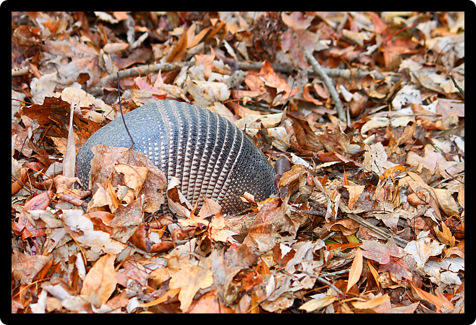 Nine-banded Armadillo (Dasypus novemcinctus) in Highlands Hammock State Park of Florida.