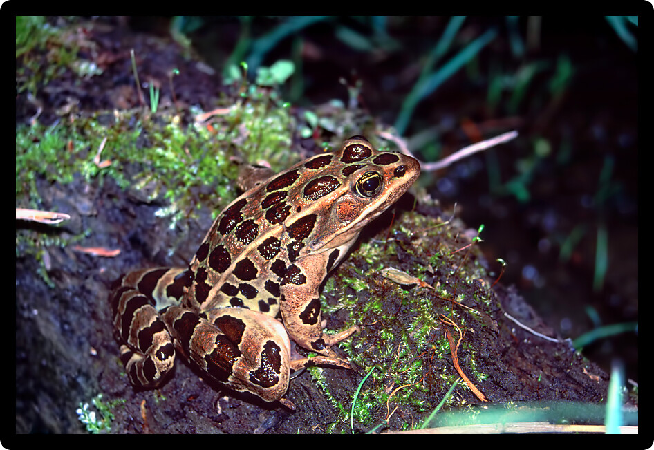 Northern Leopard Frog on a mossy log in northern Illinois.