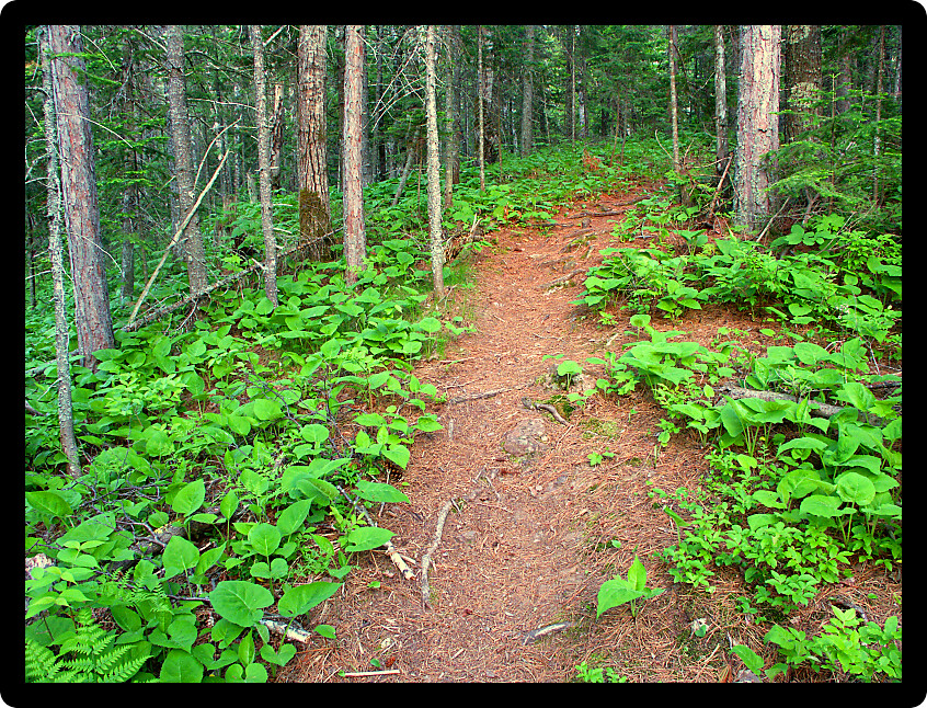 Hiking trail winding up a woodland hill in northern Michigan.