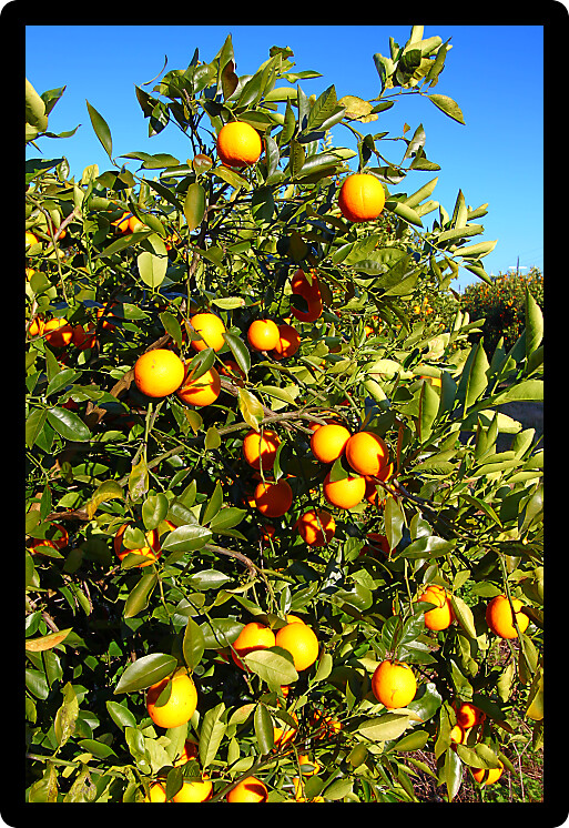 Orange tree landscape in central Florida of the southern United States.