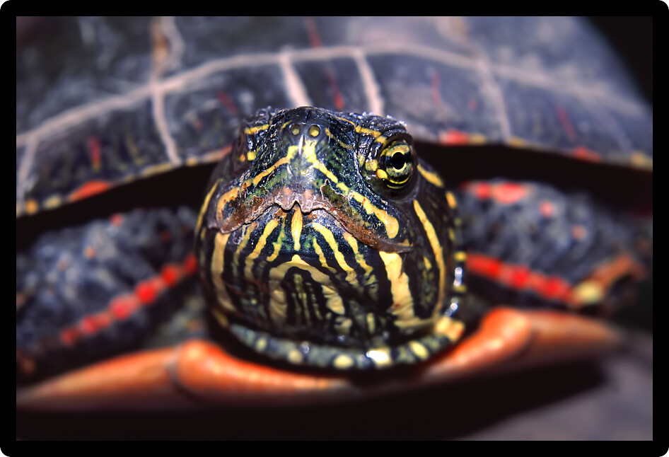 Painted Turtle (Chrysemys picta) peeking out of its shell in a wetland of Illinois.