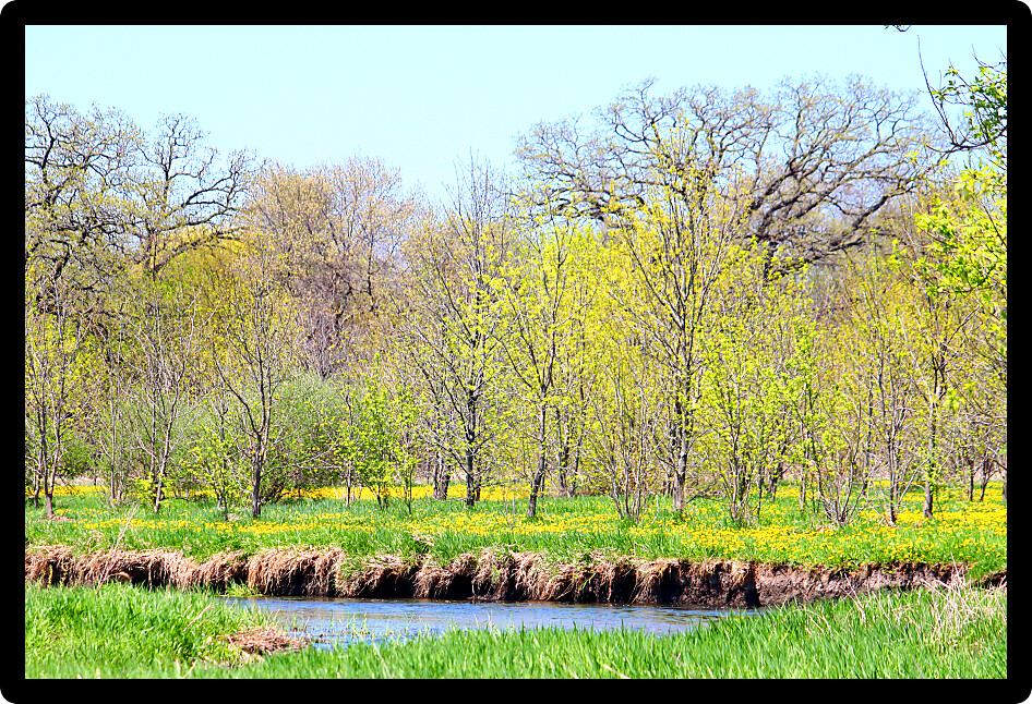 Spring flowers bloom at Piscasaw Fen Conservation Area in northern Illinois.
