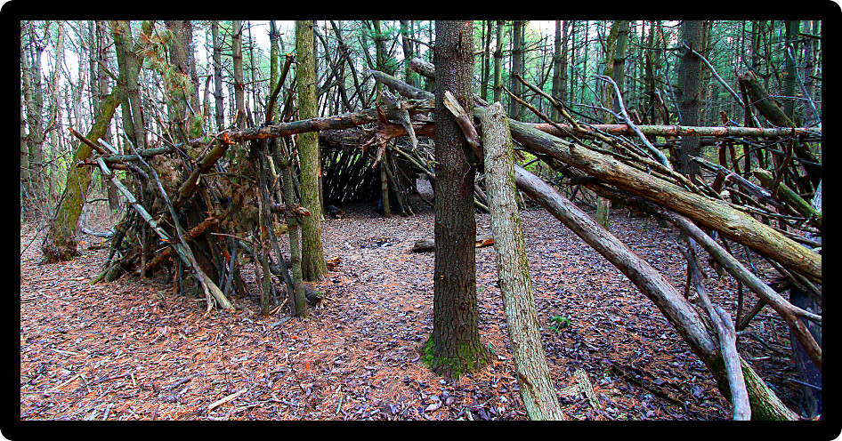 Primitive log shelter built in a pine forest of northern Illinois.