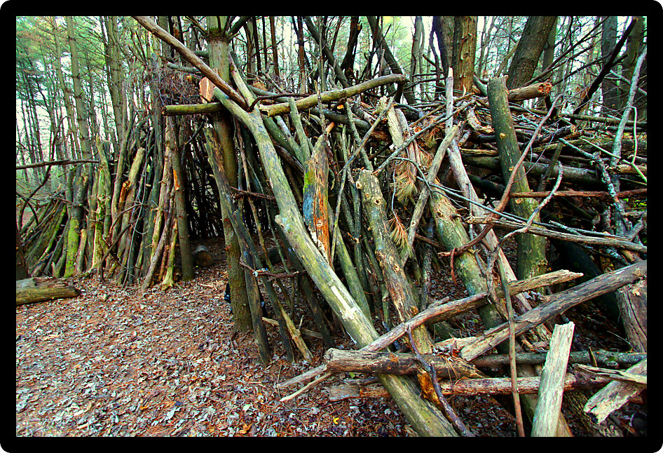 Primitive log shelter built in a pine forest of northern Illinois.