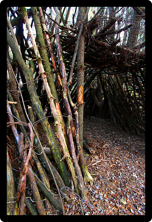 Primitive log shelter built in a pine forest of northern Illinois.