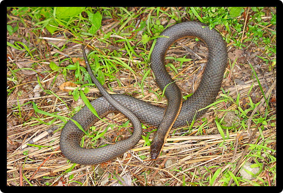 Queen Snake (Regina septemvittata) in an Illinois natural area.