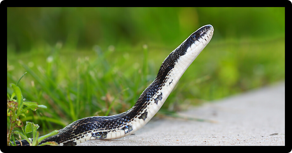 Rat Snake on a summer day in a Illinois natural environment.