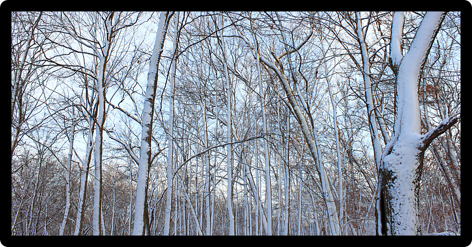 Forest winter wonderland in Rock Cut State Park of Illinois.